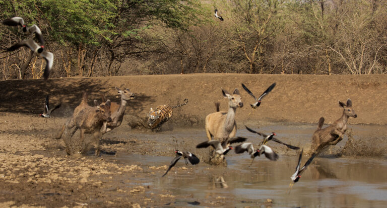 Ajit Huilgol - Tiger-attack